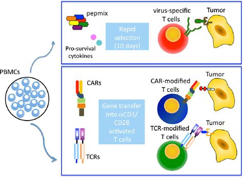 Figure From Antigen Specific T Cell Therapies For Cancer Semantic