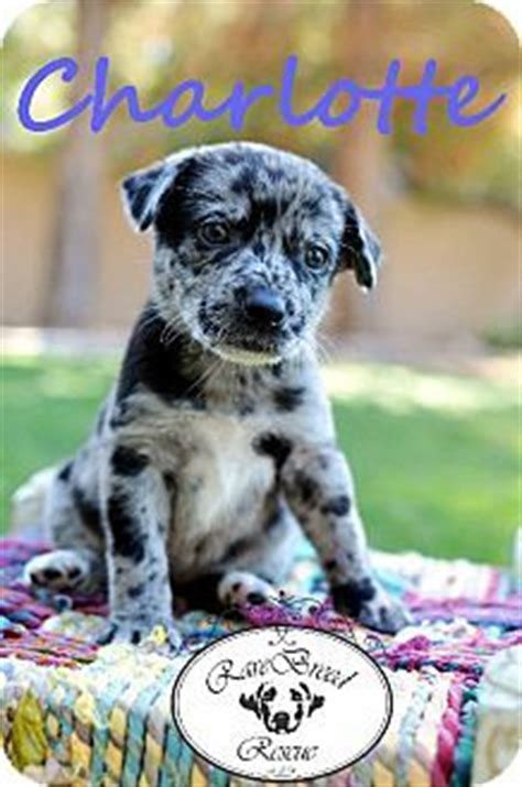 Australian shepherd breeder in scottsdale ,az. Gilbert, AZ - Catahoula Leopard Dog/Australian Shepherd ...