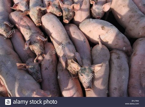 Lebende Schweine Fotos Und Bildmaterial In Hoher Aufl Sung Alamy