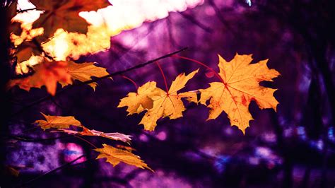 Leaves Foliage Autumn Maple Wallpaper Coolwallpapersme