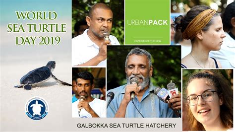 World Sea Turtle Day 2019 Galbokka Sea Turtle Hatchery Youtube