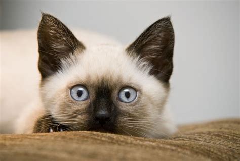 Blue Eyed Beauty Did You Know All Purebred Birmans Are Born