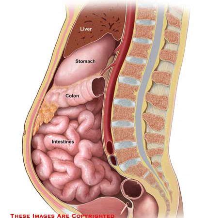 Abdominal surface anatomy can be described when viewed from in front of the abdomen in 2 ways: abdominal - Anatomy Exhibits