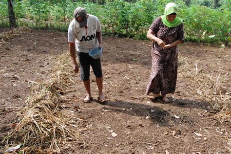 Huma Padi Darat Ladang Huma Adalah Istilah Tradisi Menanam Flickr