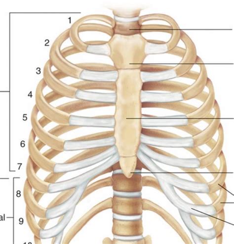 Rib Cage Anatomy Labeled The Thorax Anatomy Anatomy Diagram Book