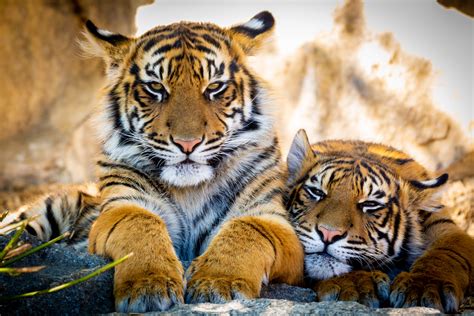 Tiger Babys Foto And Bild Natur Zoo Wildlife Bilder Auf Fotocommunity