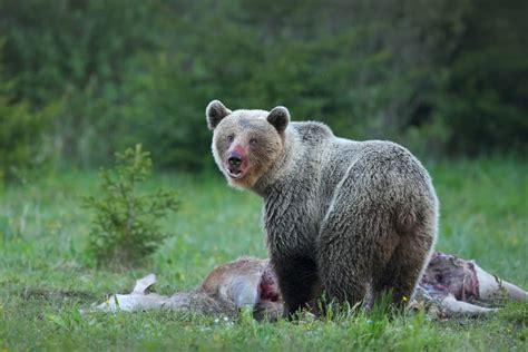 Do Bears Eat Deer Only Over The Deers Dead Body Dockery Farms