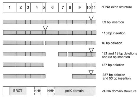 Splice Variants For The Human Pol µ Gene Six Representative Examples