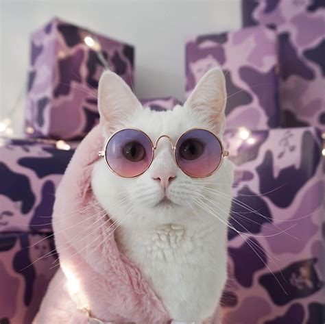 Zappa The Instagram Model Cat Has A Closet Of Tiny High Fashion Clothes