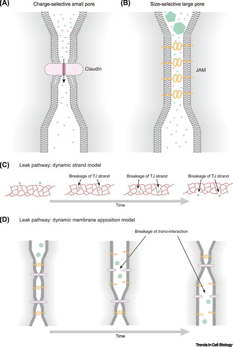 Tight Junction Structure And Function Revisited Trends In Cell Biology
