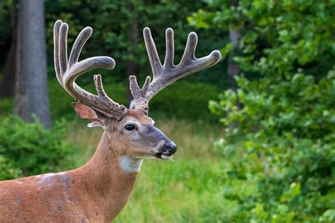 10 Amazing Facts About Velvet Antlers Realtree Camo
