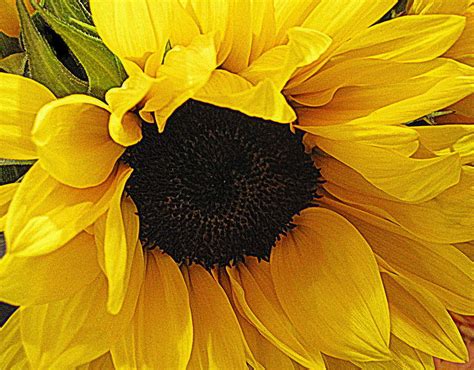 Sunflower Photograph By Bonita Brandt Fine Art America