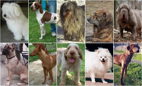 Top Ten Italian Dog Breeds 2023