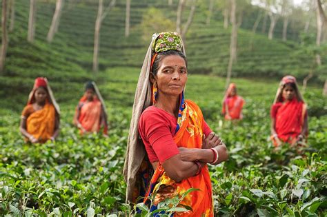 Women Farmers Harvest Farm Field India Regeneration International
