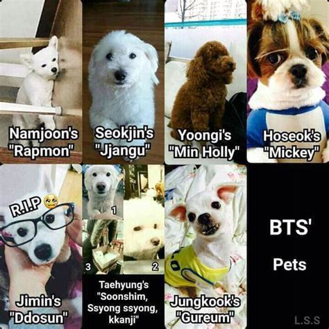 Lets Take A Look At Bts And Their Pets Bts Dogs Jins Pet