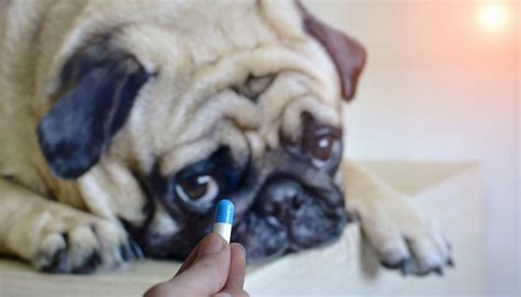 In this article, we're going to go over some of the best antibiotics that are often. Antibiotics for Dogs: Can You Give Dogs Human Antibiotics?