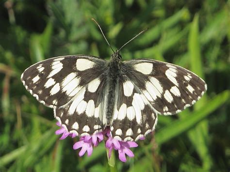 Butterfly Marbled White Melanargia Galathea Wildlife Insight