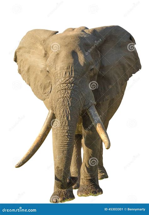 Long Tusks Elephant Stock Image Image Of Reserve Isolated 45303301