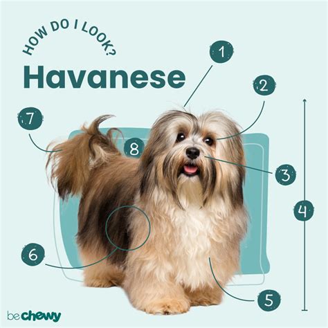 Havanese Breed Characteristics Care And Photos Bechewy