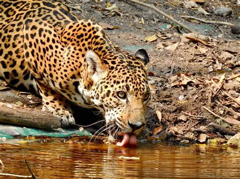 Jaguares, excluido del calendario por un cambio en el rugby mundial, tuculet, adiós a los pumas y a jaguares, todas las noticias de jaguares están en. Jaguares regresan a zonas que habían abandonado | elPeriódico de Guatemala