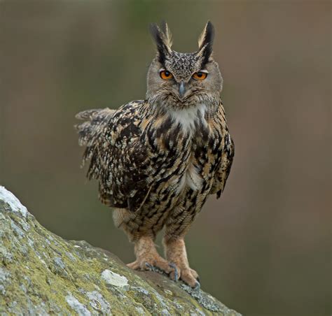 Eurasian Eagle Owl Photographed In The Wild In The Uk Unti Flickr
