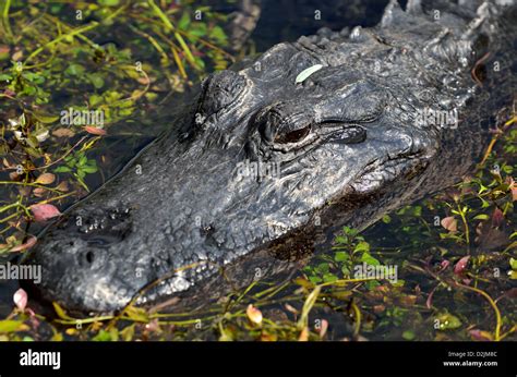 A Florida Alligator In Its Natural Habitat The Everglades National