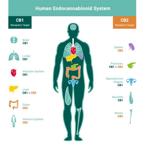 Endocannabinoid Herbane Health