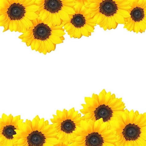 Sunflower Hearts Sunflower Pictures Sunflower Decor Sunflower