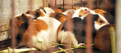 Cavies Are Not Rats Theyre A Source Of Protein And Income Study