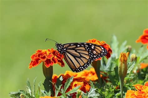 Una Mariposa Monarca En Una Flor Foto Premium