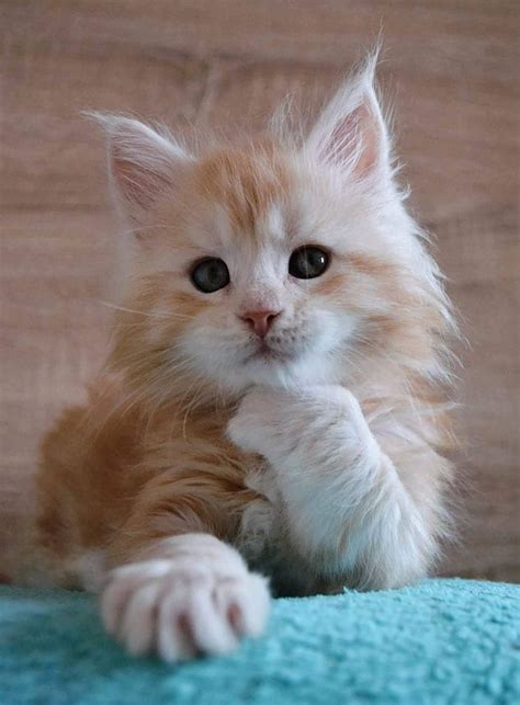 Cute Maine Coons Kittens That Are Absolutely Adorable