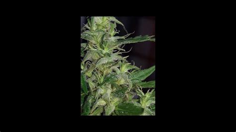 Growing The Stickiest Biggest Buds Ever Fertilize With Molasses To
