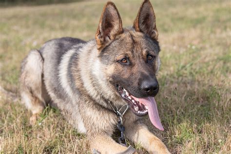 The Sable German Shepherd A Complete Guide Depend On Dogs