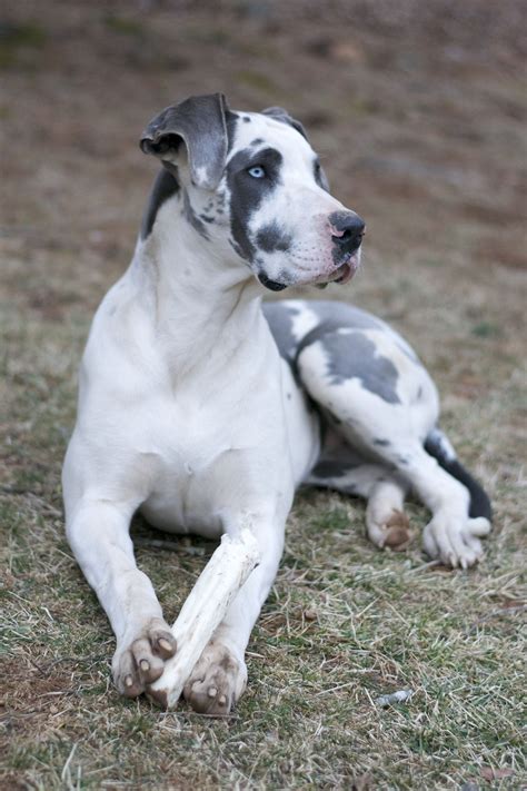 Blue Harlequin Great Dane Envy Im A Little Crazy About These Pups