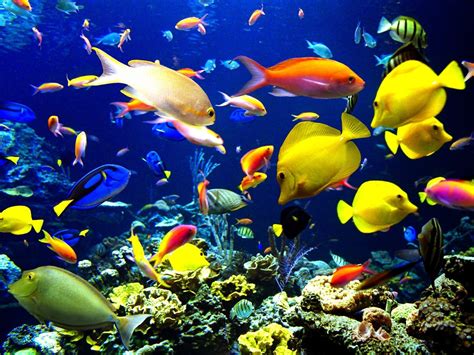 Ocean Fish Sea Animals Underwater Wallpaper