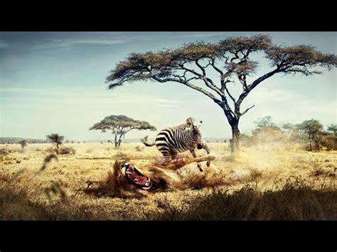 Nat geo wild is the only network 100% dedicated to animals and the people who love them. National Geographic Documentary - African Wildlife - Nat ...