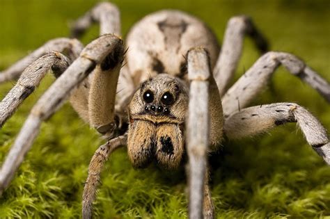 If Spiders Ate Humans They Could Eat Us All In One Year Wolf Spider