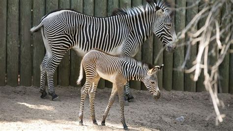 Chicagos Lincoln Park Zoo Welcomes Adorable New Zebra Foal