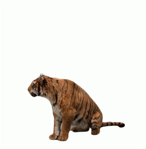 Tiger Roar Sticker Tiger Roar Stand Up Ищите GIF файлы и