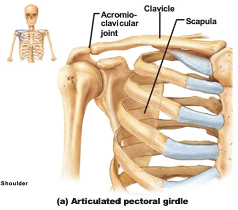 Ib 131 T5chpt 8 Appendicular Skeleton Flashcards Quizlet