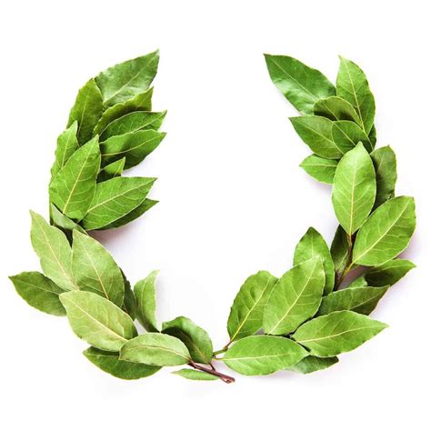 laurel wreath symbol meaning and symbolism the symbolism