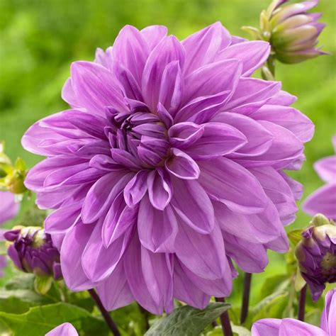 Dahlia Lilac Time A Lovely Violet Blue Dahlia Developed In England