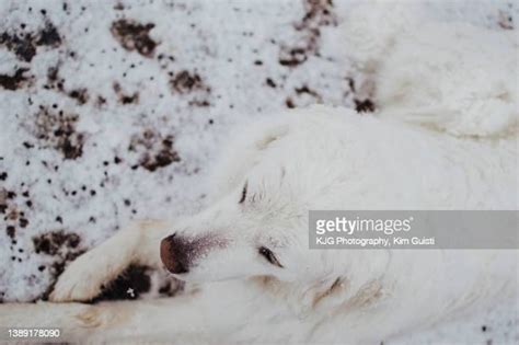 Great Pyrenees Snow Photos And Premium High Res Pictures Getty Images