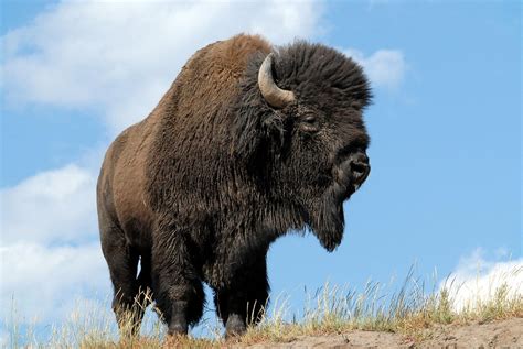 American Bison Bison Bison Ddz0055 The American Bison I Flickr