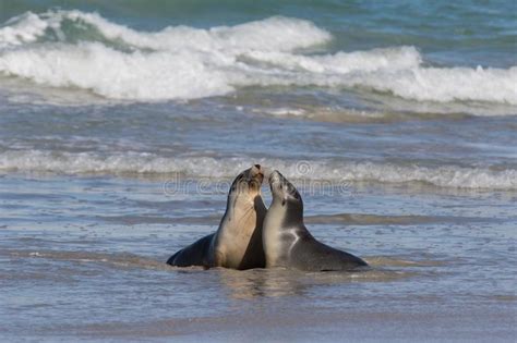 Pair Australian Sea Lion Neophoca Cinerea Relaxing On The Beach At