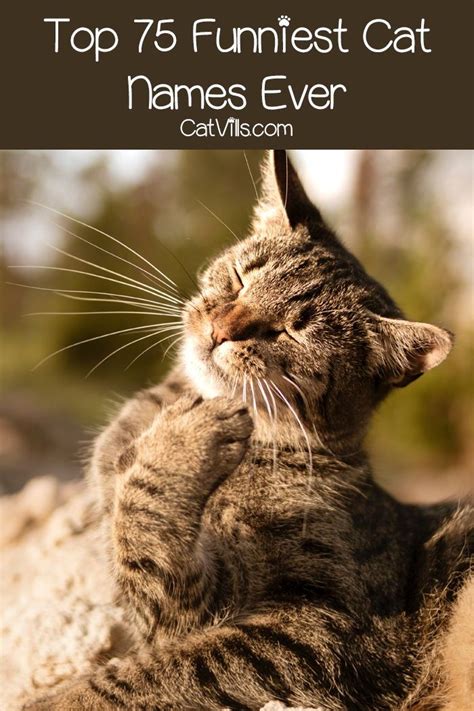 Top 75 Funniest Cat Names Ever Funny Cat Names Cat