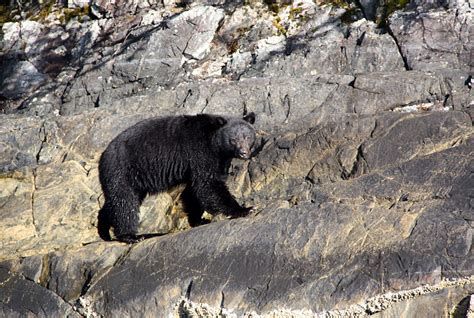 Oceanside Tofino Bear Watching Adventure Tofino Tofino Vancouver