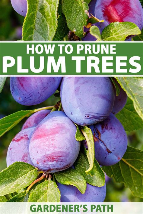 When And Methods To Prune Plum Bushes Floweri
