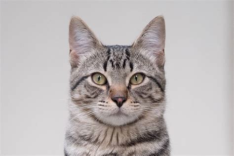 13 Amazing Facts About Grey Tabby Cats With Pictures And Faq