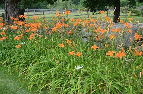 Common Ditch Lilies What Grows There Hugh Conlon Horticulturalist